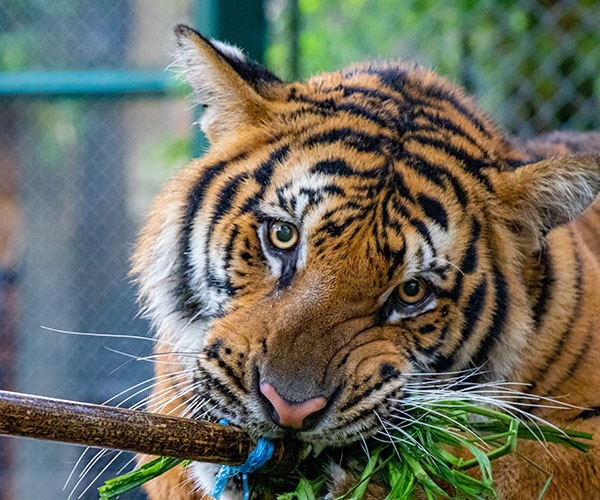 Tiger Kingdom