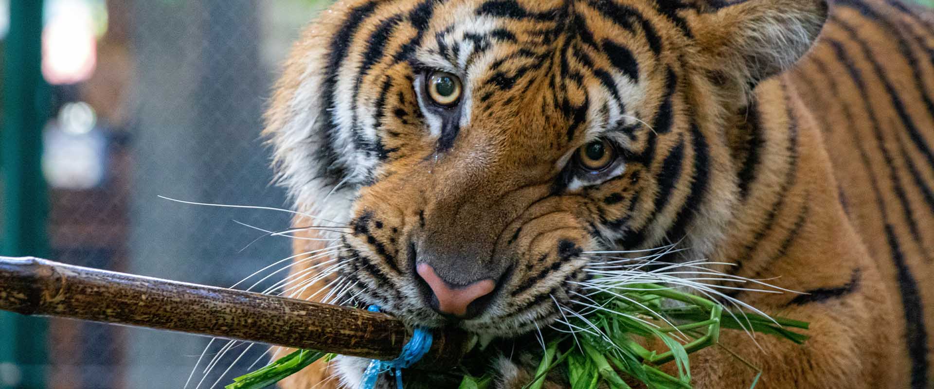 Tiger Kingdom