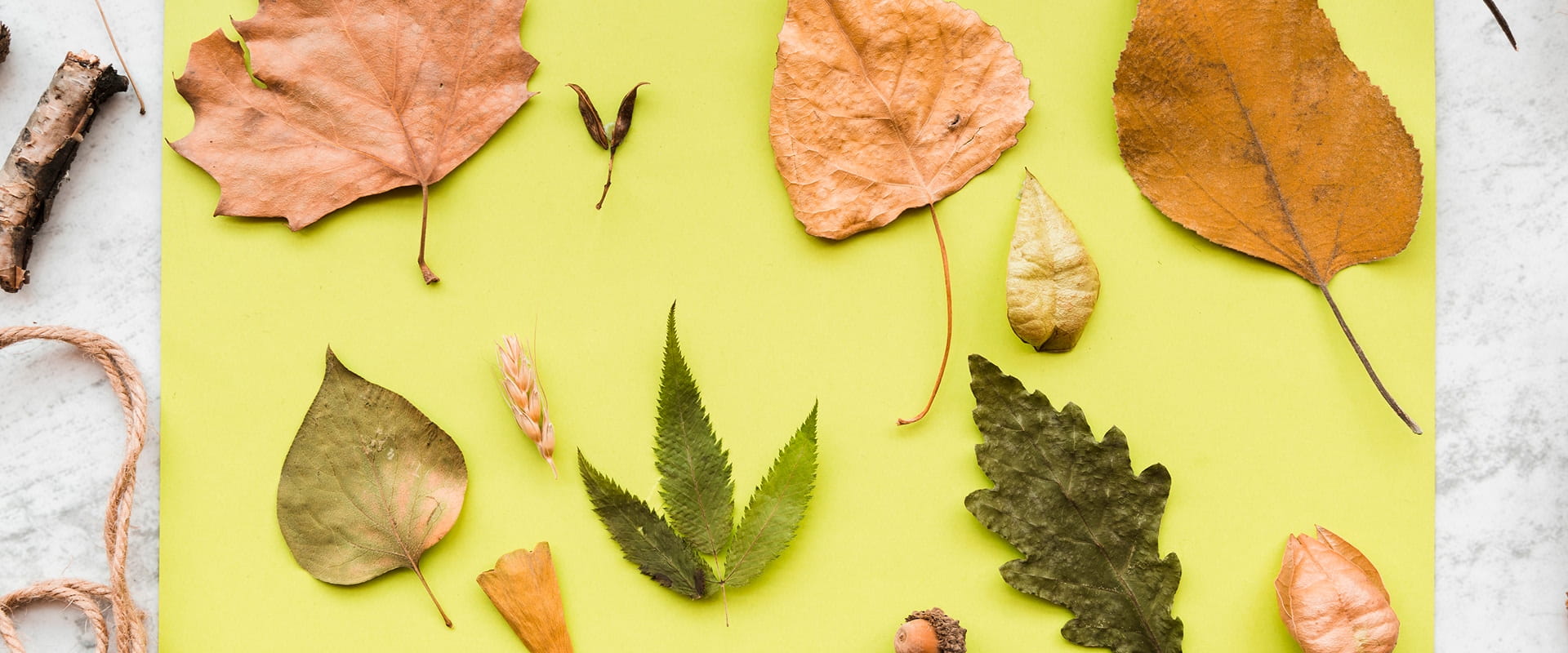 Nature Leaf Art